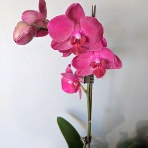 Meet your Posher, Ellie